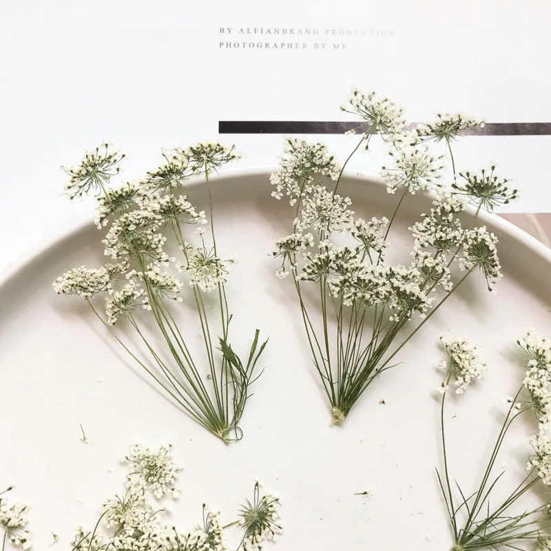 Dried Flower Bulk - 5-7Cm/12 Buah, Salju Bunga Kecil dengan