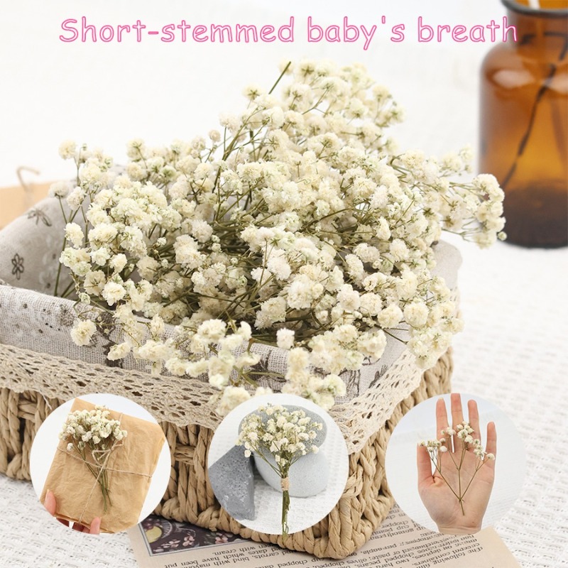Dried Flower Bulk - 50pcs Bunga Gypsophila Baby's Breath Kering