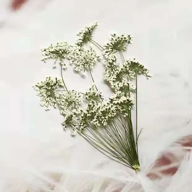 5-7Cm/12 Buah, Salju Bunga Kec - Dried Flower Bulk ulasan dan harga