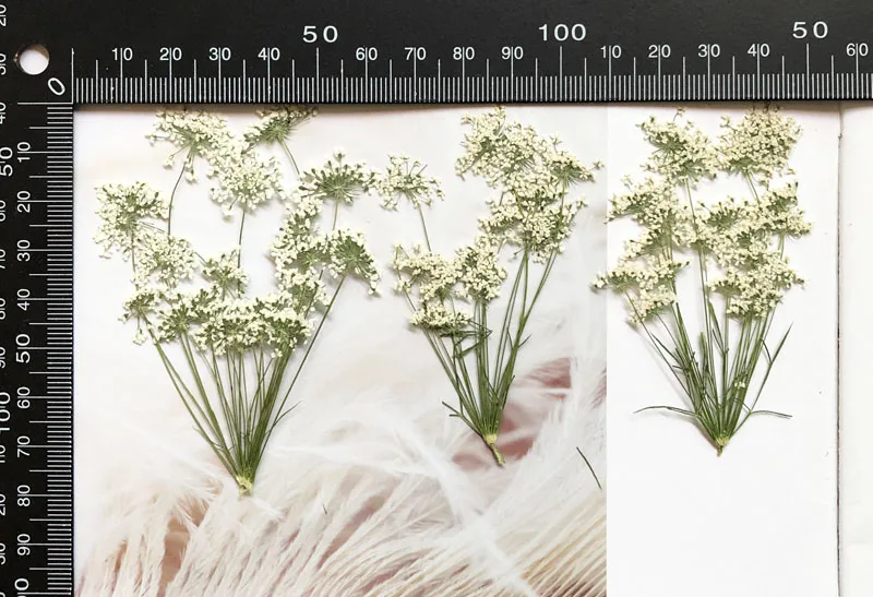 5-7Cm/12 Buah, Salju Bunga Kec - Dried Flower Bulk ulasan dan harga