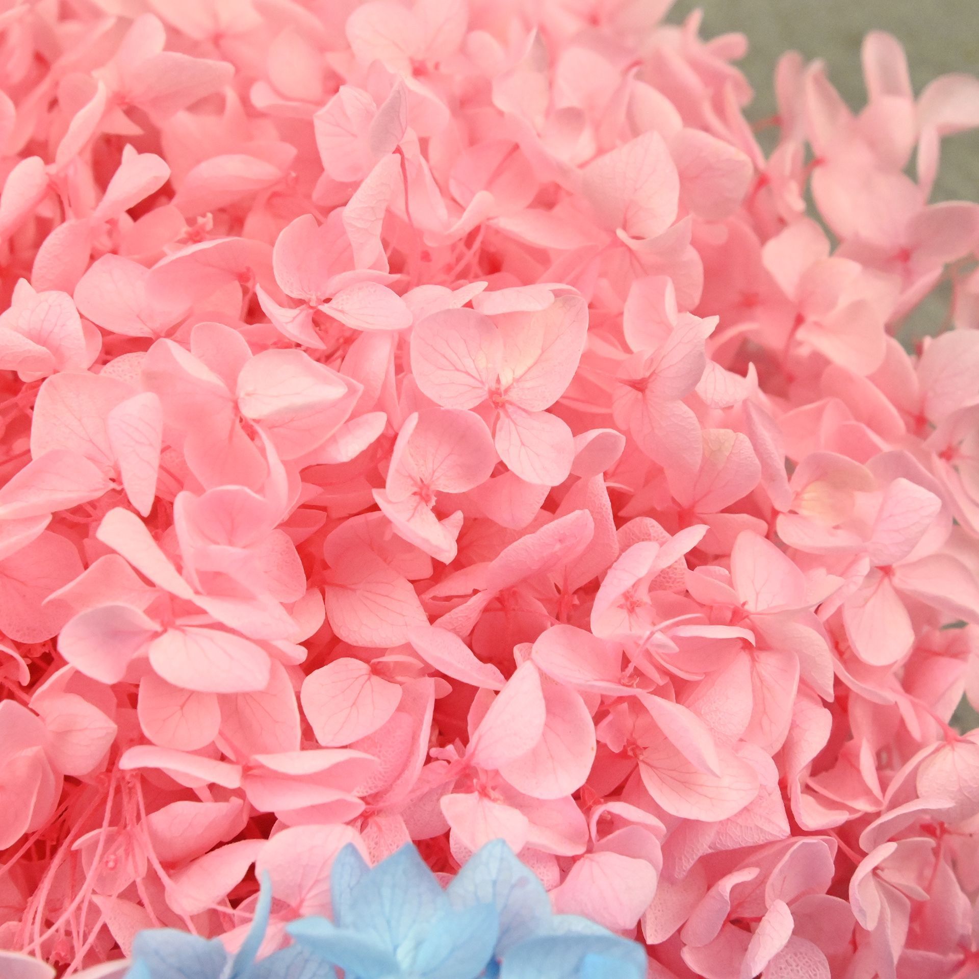 20G Kelopak Hydrangea Alami Bu - Dried Flower Bulk ulasan dan harga